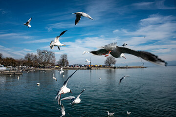 De Rome à Londres en partant de Genève, paysage, construction & architecture, nautisme, bateau et nature sauvage.