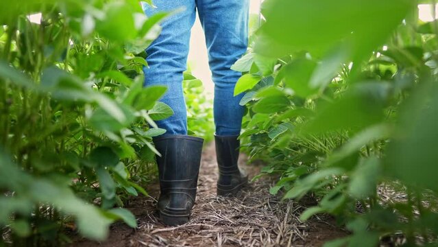 Agriculture. male farmer in rubber boots walks through a soybean plantation. business agriculture growing soybeans concept. a farmer feet are walking in a soybean field close-up lifestyle