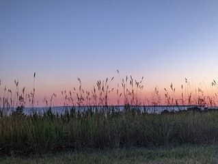 reeds in the morning