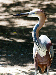 Closeup Goliath heron (Ardea goliath), also known as the giant heron, standing on ground and seen...