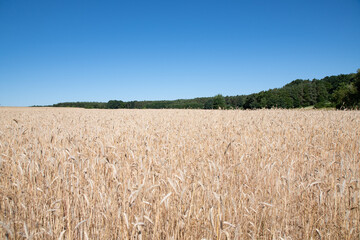golden wheat field in summer
