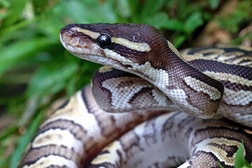 Ball python snake close up head on grass