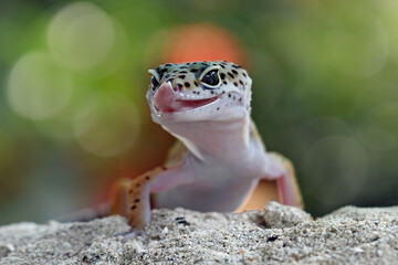 Baby leopard gecko lizard on sand, sticking his tongue out, eublepharis macularius