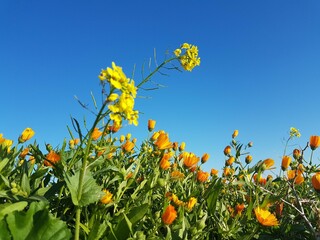 Spring nature flower