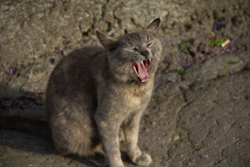 cat  yawn on the street