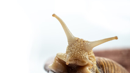 Head of a burgundy snail with tentacles close-up. Isolated on white background.