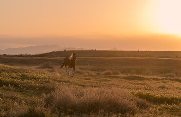 Wild Horse at Sunset in the Utah Desert