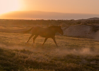 Fototapeta na wymiar Wild Horse at Sunset in the Utah Desert