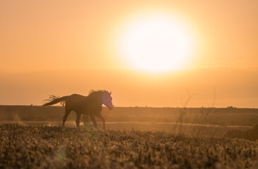 Fototapeta na wymiar Wild Horse at Sunset in the Utah Desert