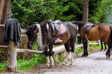 Saddled mountain horses outdoor. Equestrian sport, farm animals life