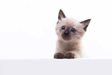 A small blue-eyed Thai or Siamese kitten looks curiously out of the box.