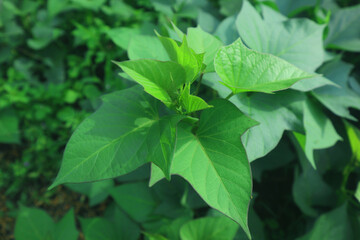 sweet potato leaves with sunlight image. Growing leaf of sweet potato