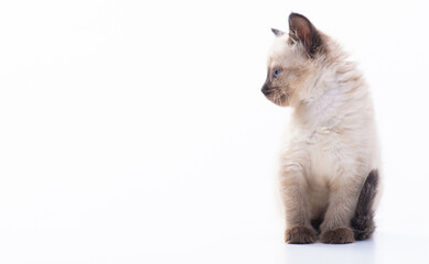 A small blue-eyed Thai or Siamese kitten sits on a white background and turned his head to the side