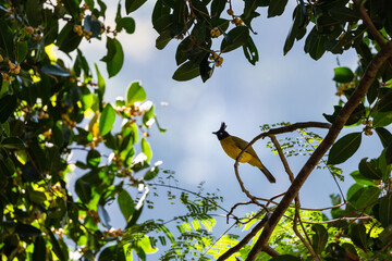 Black crested bulbul standing on a fig tree