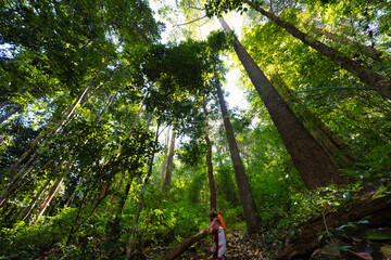 Woman looking up the tall tropical trees