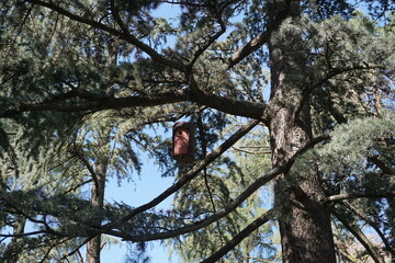 casa de pajaro en los arboles