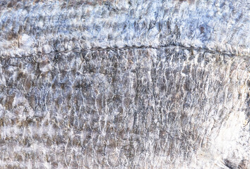  Gray peel of fish texture