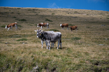 cows in the alps 1