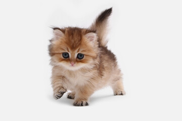 British longhair kitten on white background with green leaves. Golden chinchilla highlander. Cute fluffy kitten . Pets at cozy home. Top view web banner. Funny adorable pets cats. Postcard concept.