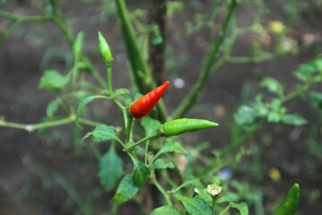 Hot chili peppers growing plant. Red and green Chile peppers plant