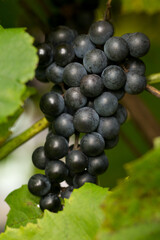 Blue grapes. Autumn harvest of blue grapes