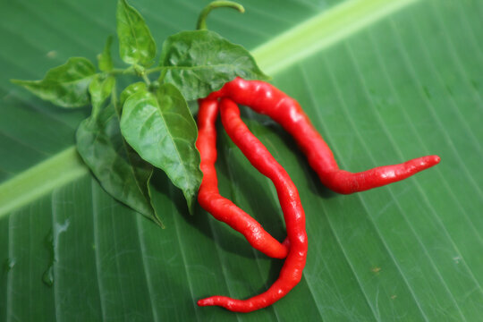 Hot chili peppers isolated on banana leaf. Red and green Chile peppers plant