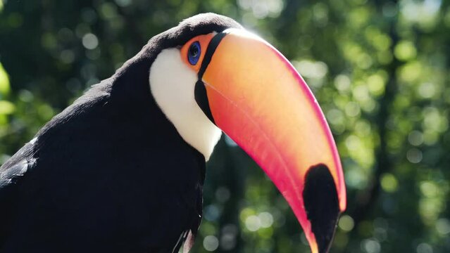 Closeup shot of exotic toco toucan bird in natural setting near Iguazu Falls, Brazil. 