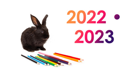 Black rabbit sits with colorful pencils isolated on white background. 2022 - 2023 academic year....