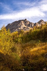 Entre fleurs et montagnes, les prairies de tournesols s'élèvent au soleil avec sa faune abondantes comme une renaissance