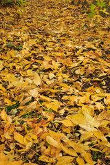 Fallen yellow autumn leaves on the ground. Wet leaves lying on the ground after the rain.
