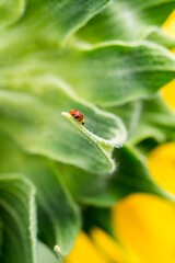 Entre fleurs et montagnes, les prairies de tournesols s'élèvent au soleil avec sa faune abondantes comme une renaissance