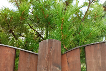 Pine tree near  brown fence. Summer afternoon.