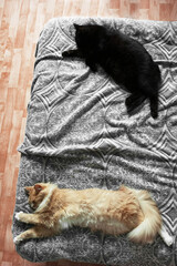 Red and black cat sleeps on  bed on a gray plaid. View from above.