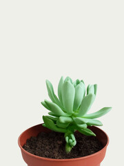 Juicy echeveria flower with a shoot in brown pot close-up. White background.