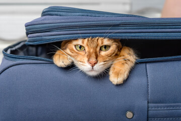Close-up of a Bengal cat hiding in a suitcase.