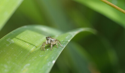 Macro of black and white jumping spider on a leaf looking to the upwards