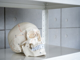 Close up of white human anatomy skull model with medical numbers on shelf on cement background with copy space. Vision scientific human head skeleton skull. Science, physical, medical concept.