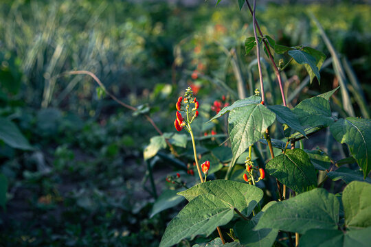 Beans flowers growing on the beans, sweet peas flowers on the plant.