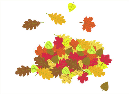 Pile of colorful autumn leaves. Heap of leaves. Fall. Yellow, red, orange brouns maple, oak leaves. White background,