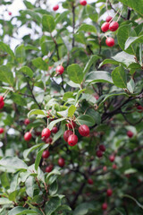 Elaeagnus Umbellata  ( Gumi or Cherry silverberry, silverberry oleaster) . Ripe red  berries of Japanese silverberry fruit bush growing on a branch. Vertical image.