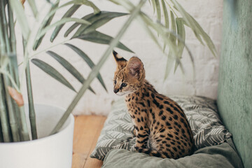 Serval wild cat at home interior. African spotted kitten. Yellow golden fur with black dot and big fluffy ears. Cute savannah cat. Funny adorable pets at cozy home. Postcard concept.