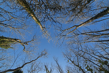 Looking up at trees in winter	