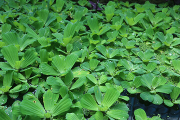 Green leaves of polygonatum multiflorum solomon's seal medicinal plant