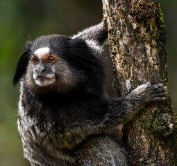 Black-pencilled marmoset (Callithrix penicillata)