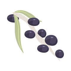 acai nature icon