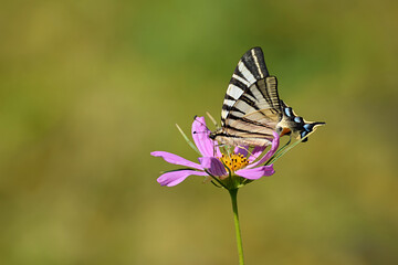 Butterfly podalirium on a cosmea flower.