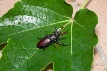 Beetle-deer crawling on green leaf