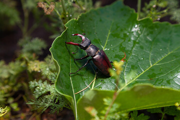 Stag beetle sits on large green leaf of decorative grapes