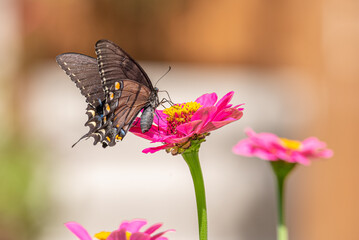 Black swallowtail butterfly perched on pink zinnia in flower garden