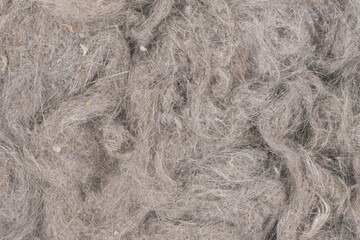 Obraz premium Contents vacuum cleaner garbage, trash, dust, animal hair background texture. close-up